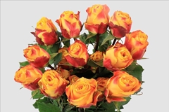 Rosa Silantoi@ 40cm