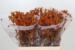 Anigozanthos Orange 60cm