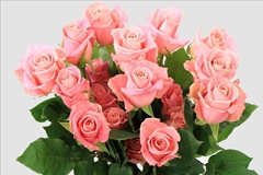 Rosa Hermosa+ 50cm