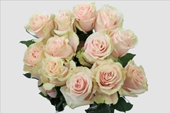 Rosa Pink Mondial 50cm