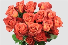 Rosa Coffee Break 50cm