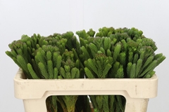 Brunia Albiflora 50cm