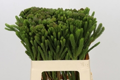 Brunia Albiflora 60cm