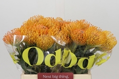 Leucospermum Ayoba Mandarin Zest 40cm
