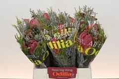 Bouquet Protea Hybride Sfb 40cm