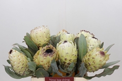 Protea Magnifica Ice Queen 40cm