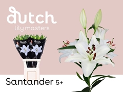 Lily Oriental Santander 100cm 5+