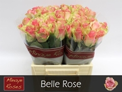 Rosa Belle Rose 40cm