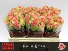 Rosa Belle Rose 50cm