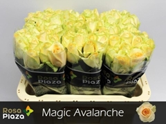 Rosa Magic Avalanche+ 60cm