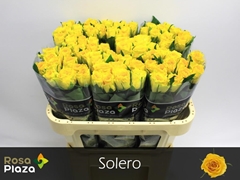 Rosa Solero 70cm
