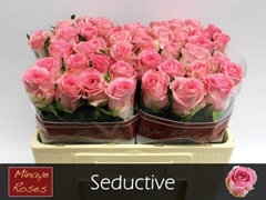 Rosa Seductive@ 50cm