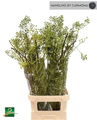 Rosa Corallo 110cm