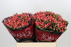 Hypericum Sweet Romance 60cm