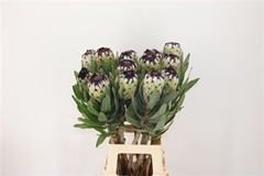 Protea Magnifica Niobe 80cm