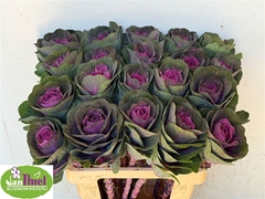 Brassica Red Crane 60cm