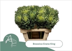 Brassica Crane King 60cm