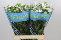 Ranunculus Butterfly Graces 70cm 45gr.