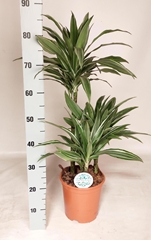 Dracaena Warneckei 21Ø 90cm
