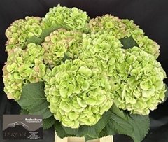 Hydrangea White Verena Classic 60cm 16-18cm Hd