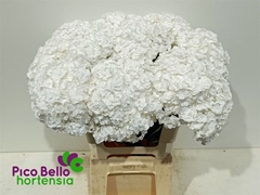 Hydrangea Royal Highness 60cm 16-18cm Hd
