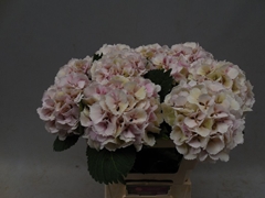 Hydrangea Lolly Pop Classic 60cm 12-14cm Hd