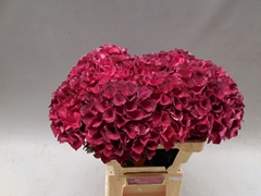 Hydrangea Dark Ruby 60cm 14-16cm Hd