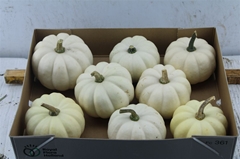 Cucurbita Pepo Baby Boo 13cm