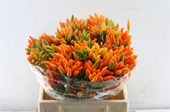 Capsicum Orange Fire 40cm