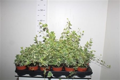 Hedera Helix White Wonder 9Ø 20cm