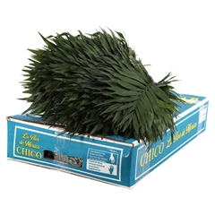 Chamaedorea Chico Leaf Per Bunch 40cm