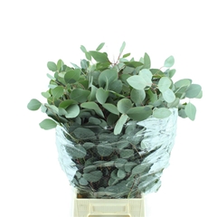 Eucalyptus Populus Per Bunch 70cm 300gr.