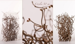 Corylus Contorta 50cm 2-year