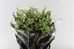 Freesia Double Mandarine 50cm 25gr.