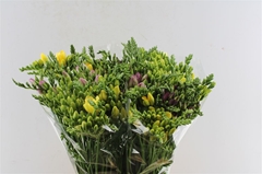 Freesia Double Mix 50cm 20gr.