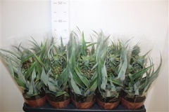 Ananas Mi Amigo 12Ø 25cm