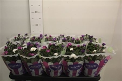 Aster Starletta Mix 12Ø 25cm
