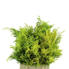 Chamaecyparis Pisifera Plumosa Aurea Per Bunch 40cm