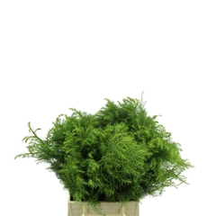 Cryptomeria Japonica Elegans Per Bunch 40cm