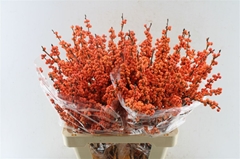 Ilex Verticillata Winter Gold 60cm