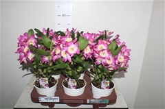 Dendrobium Nobile Cultivars 12Ø 35cm 1st