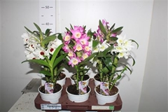 Dendrobium Nobile Cultivars 12Ø 35cm 1st