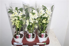 Dendrobium Star Class Apollon 12Ø 40cm 2st