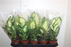 Dieffenbachia Camilla 12Ø 30cm