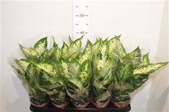 Dieffenbachia Compacta 12Ø 38cm