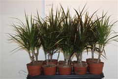 Dracaena Mix 2 Pieces 12Ø 45cm