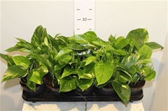 Epipremnum Aureum 12Ø 20cm