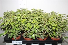 Ficus Benjamina Kinky 12Ø 30cm