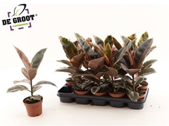 Ficus Belize 12Ø 40cm