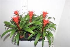 Guzmania Hope 12Ø 38cm